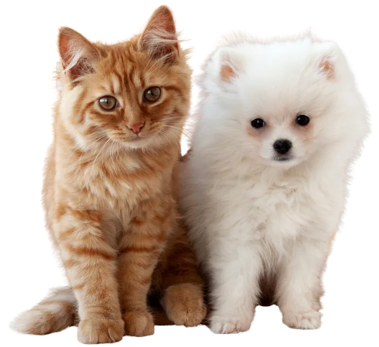 Jesica, RVT & Manager at Barlow Trail Animal Hospital. Placeholder image used of a puppy and a kitten.