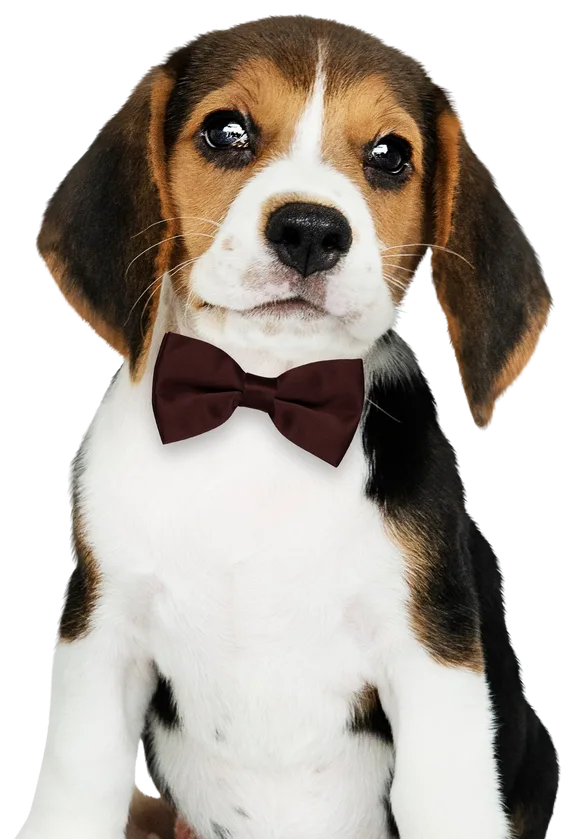 Jesica, registered veterinary technician at Barlow Trail Animal Hospital in Calgary. Temporary placeholder photo used