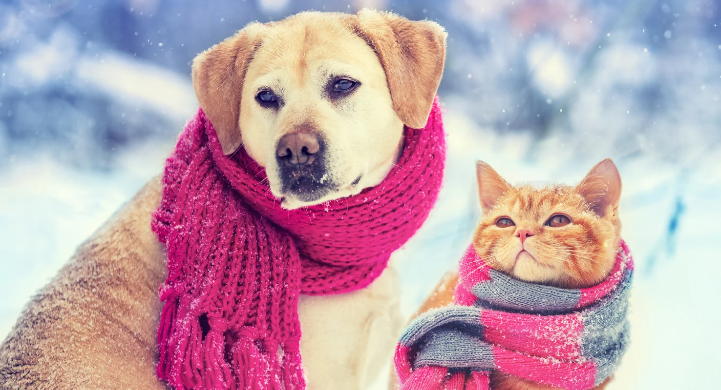 Cat and dog in a meadow