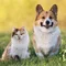 Dog and cat in a meadow