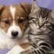 Cat and dog lying down