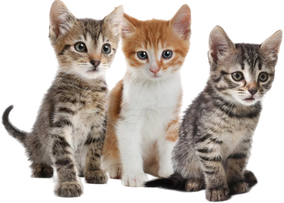 Three cats together