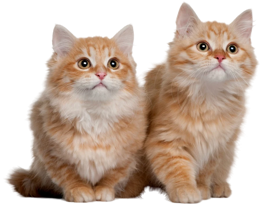 Two cats together
