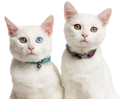 Two kittens sitting