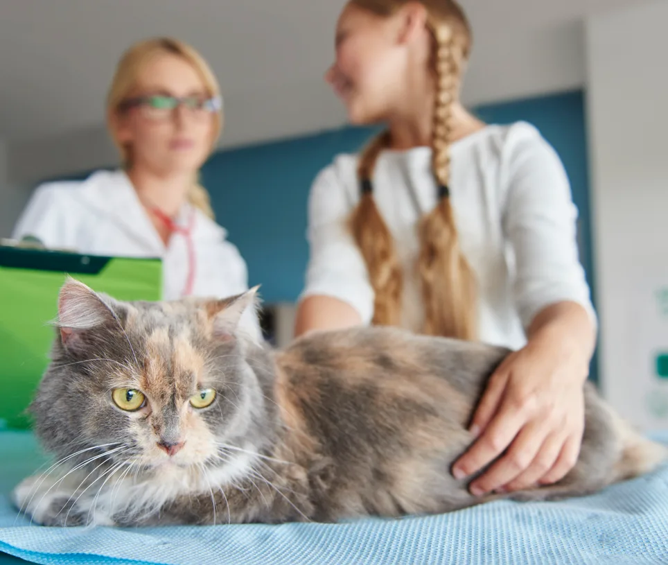 Gray cat on examination table with veterinarian in background at animal hospital