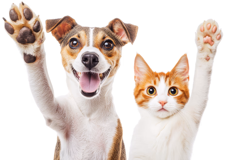 Cat and dog holding paw up