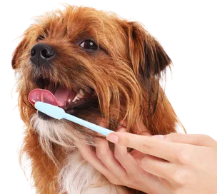 Happy dog getting his teeth cleaned