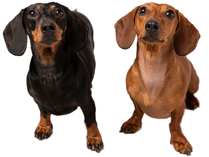 Two dogs together