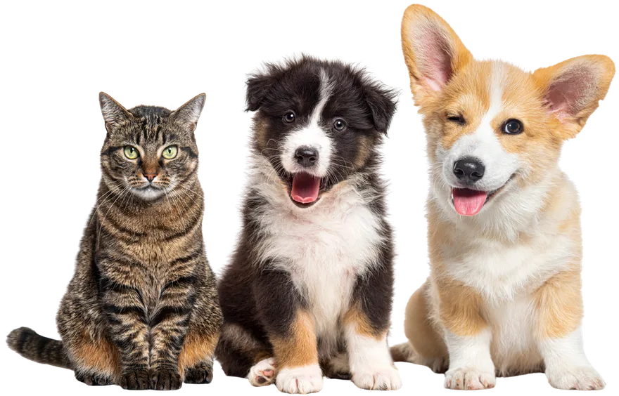 Two dogs and a cat sitting