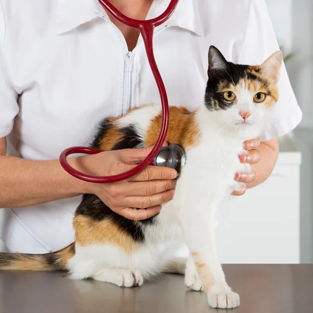 Vet exam for a cat