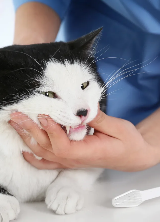 Vet examining a cat in an animal hospital