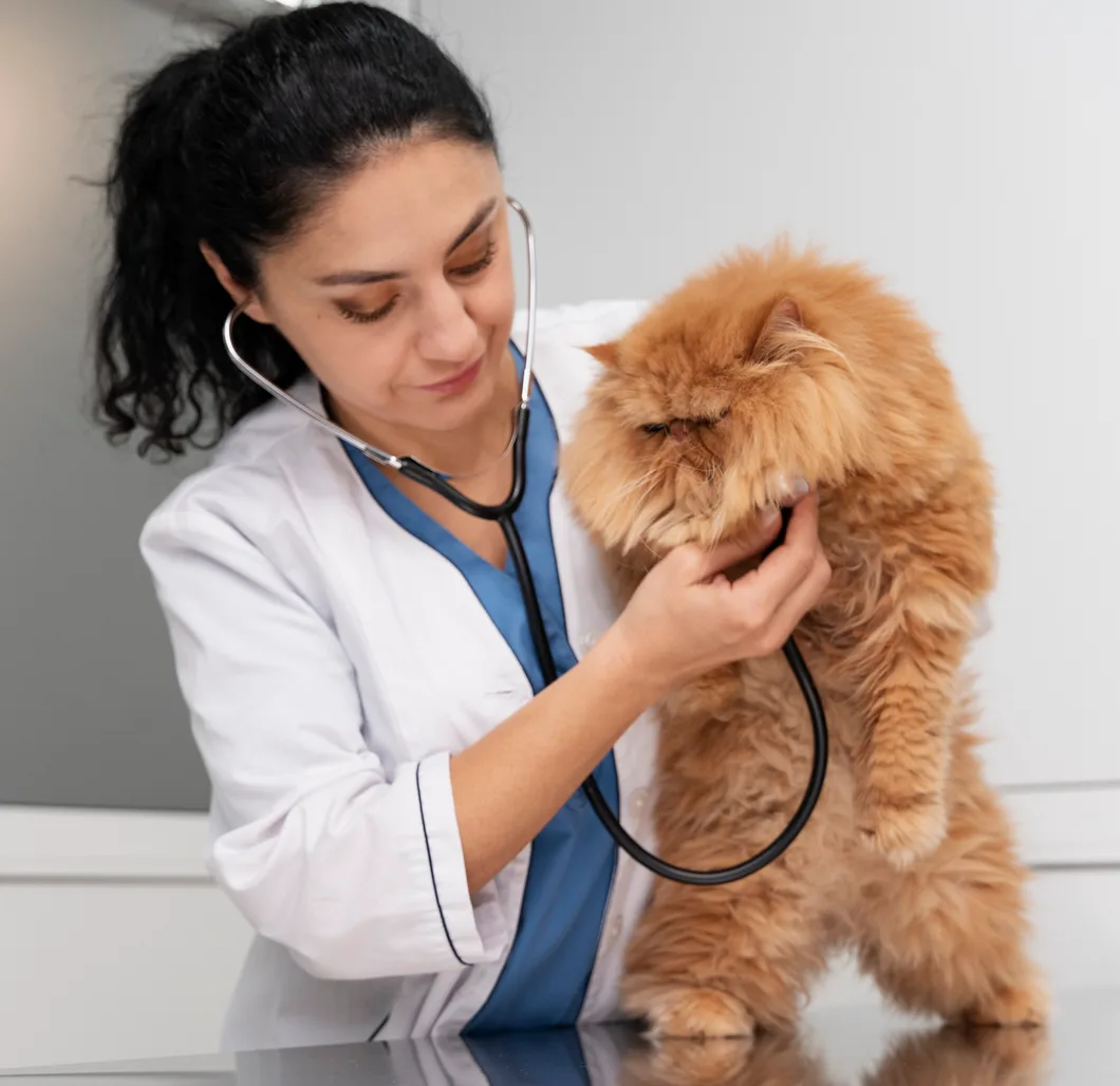 Vet examining a cat in an animal hospital