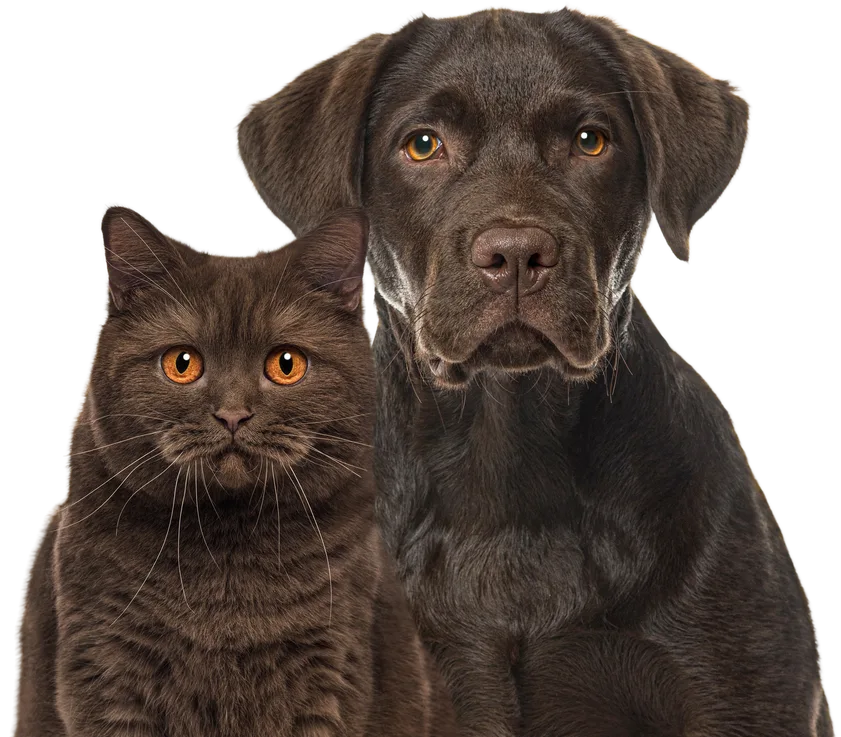 Dog and cat sitting together looking straight