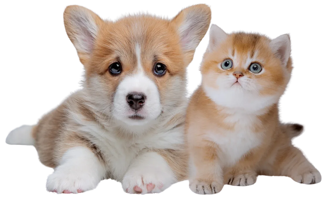 Corgi puppy and british shorthair kitten sitting