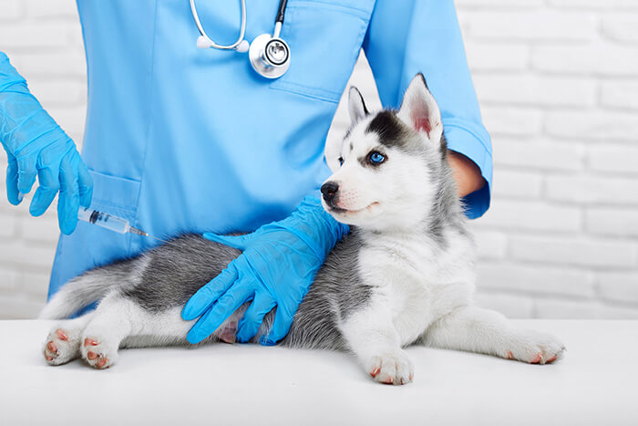 animal recieiving vaccination