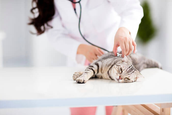 wellness exam image